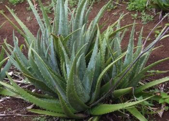 La sábila, la planta de los mil y un beneficios
