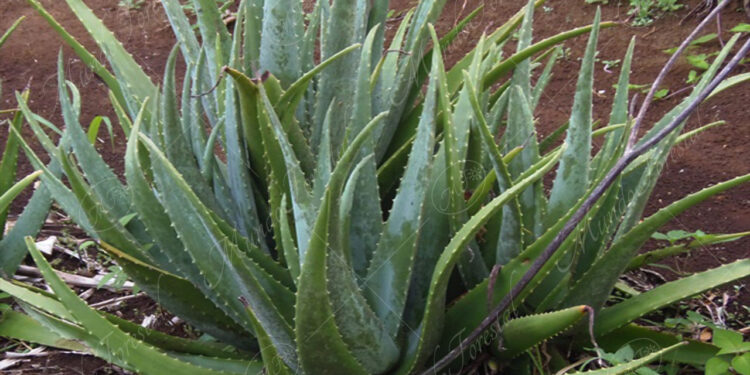 La sábila, la planta de los mil y un beneficios